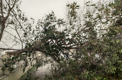 Gəncədə güclü külək səbəbindən elektrik enerjisinin verilməsində fasilə yaranıb