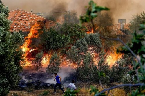 Tunisdə 450 hektarlıq meşə ərazisi külə dönüb
