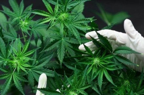 В Агдамском районе по подозрению в культивации конопли задержаны отец и сын