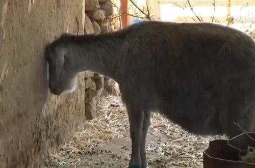 Yanğında balasını itirən keçi depressiyaya düşdü: Yemək yemir, su içmir…