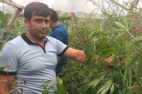 Regionlarda 65 kiloqramdan çox narkotik bitki aşkarlandı - FOTO