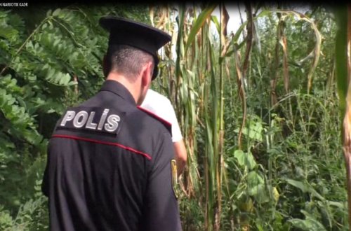 Qarğıdalı sahəsində narkotik bitkilər becərən qonşular saxlanılıb - FOTO