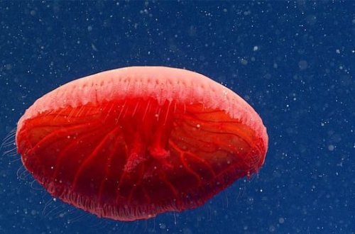 Ученые нашли новый вид медуз в Атлантическом океане - ВИДЕО