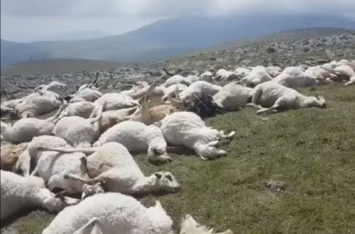 Gürcüstanda ildırım nəticəsində 530 baş qoyun tələf olub