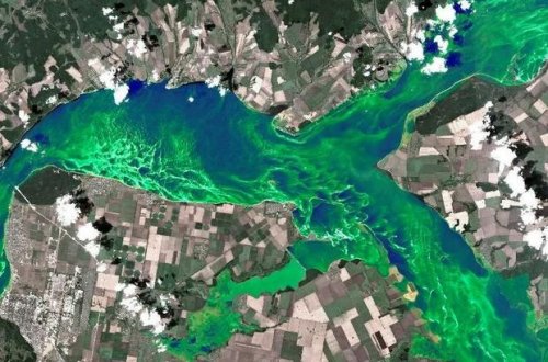 Volqa çayı yaşıla boyandı