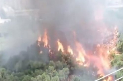 Şam ağaclarının yandığı yerdə tezalışan məhlul aşkarlandı