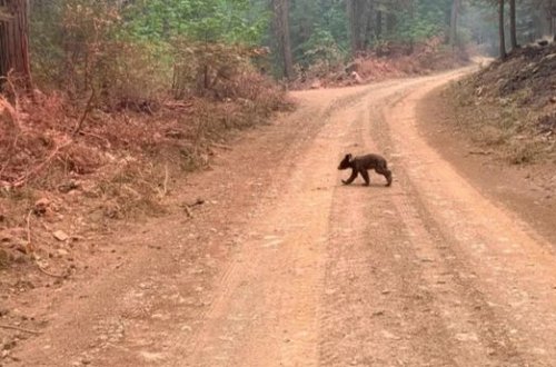 Yanğınsöndürənlər anasını itirmiş ayı balasını xilas etməyə çalışır - FOTO