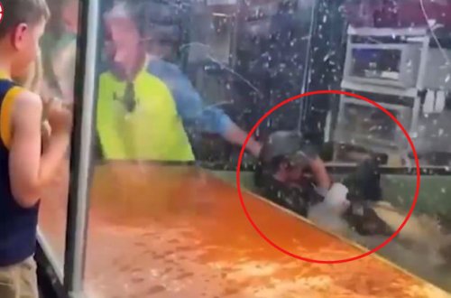 Timsah uşaqların gözü qarşısında təlimçiyə hücum etdi - VİDEO