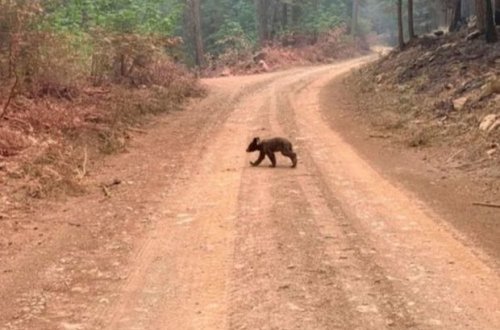 Калифорнийские пожарные нашли одинокого медвежонка в сгоревшем лесу - ФОТО