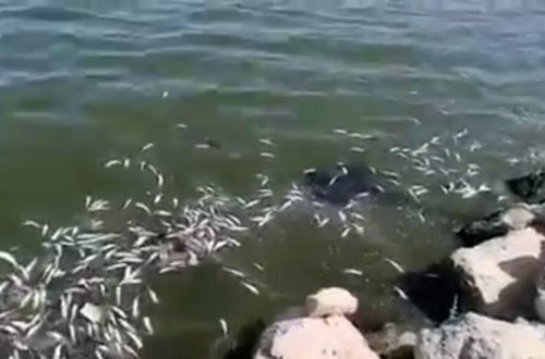 Bakıda balıqların kütləvi tələf olmasının səbəbi AÇIQLANDI