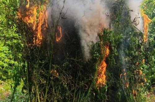 Zaqatalada 3 tona yaxın çətənə kolu məhv edilib - FOTO