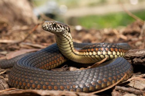 İlan sancan şəxslərin sayı AÇIQLANDI