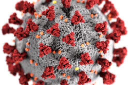 Azərbaycanın dörd karateçisi COVID-ə yoluxub - FOTO