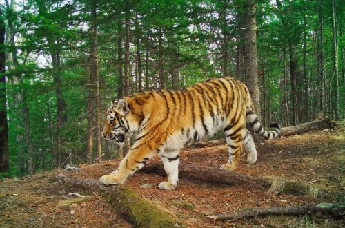 Rusiyada pələng tualetə gedən kişini parçaladı