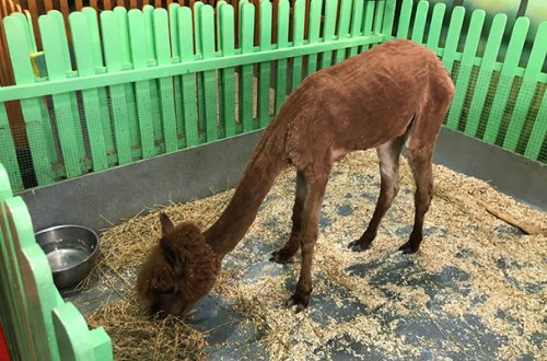 Nazirlik ac saxlanıldığı deyilən alpaqa ilə bağlı araşdırmalara başladı - Foto