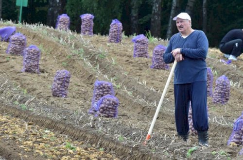 Lukaşenko həyətində qarpız yetişdirir