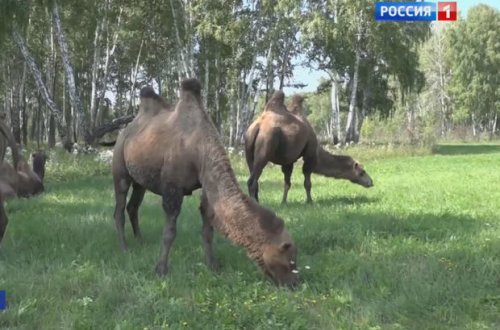 Azərbaycanlı fermer Sibirdə dəvə yetişdirir - VİDEO