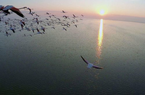 Qızılağac Milli Parkında qanunsuz ov edən şəxs saxlanılıb