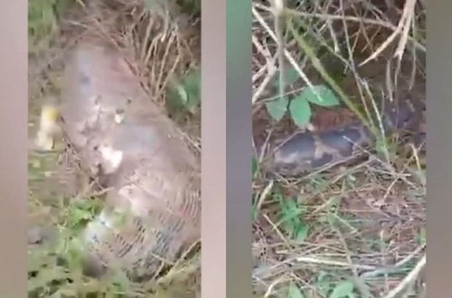 İtmiş buzovun axtarışına çıxan sahibi qarşılaşdığı mənzərədən dəhşətə gəldi - VİDEO