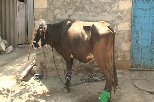 Diri inəyin buynuzunu kəsdi, ayağını baltaladı -FOTO
