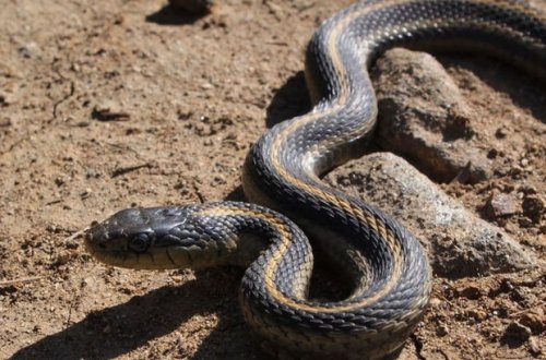 Qaxda tütün yığan qadını ilan sancdı