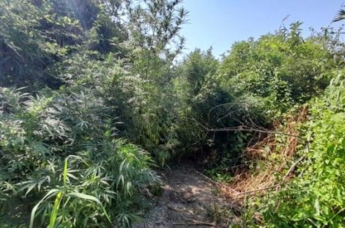 Yarım ton narkotik becərən şəxs saxlanıldı - FOTOLAR