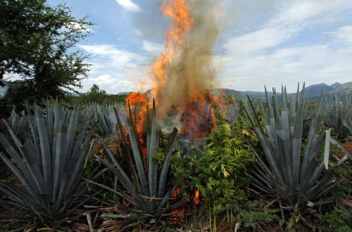 Kəlbəcərdə yabanı halda bitən 3 tona yaxın çətənə kolu məhv edilib