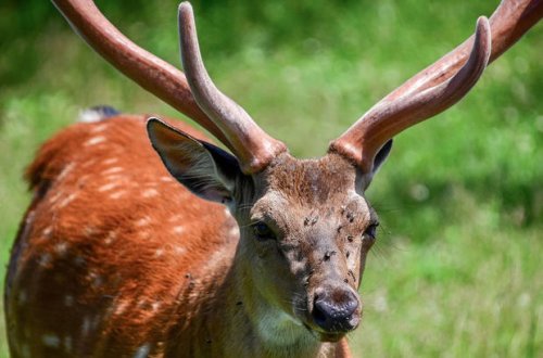 Koronavirus ilk dəfə vəhşi marallarda tapıldı