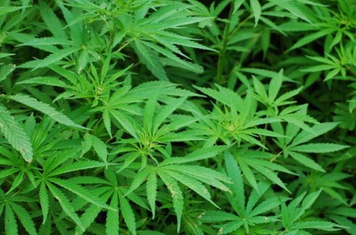 В Саатлинском районе задержан подозреваемый в культивации конопли - ФОТО