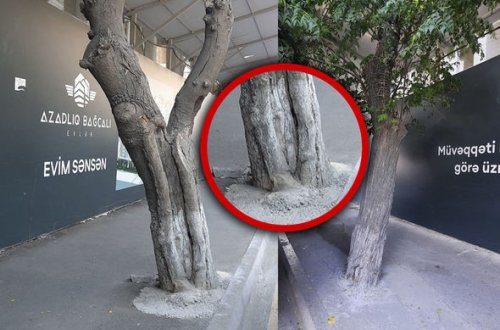 Bakıda tikinti şirkəti ağacları beton qəfəsə salıb - FOTO