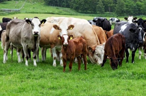 Azərbaycanda heyvanlara da peyvənd vurulacaq