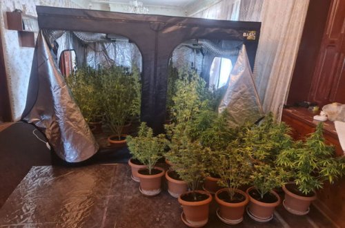 Житель Уджара задержан за выращивание конопли в устроенной дома теплице - ФОТО