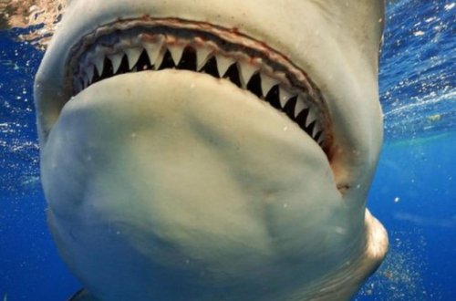 Акулы напали на 19-летнюю студентку и чуть не лишили ее руки