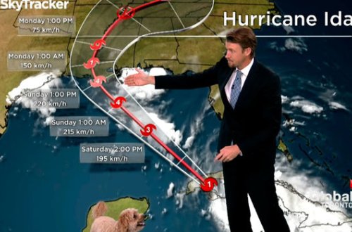 В Канаде собака ведущего вбежала в студию во время прямого эфира - ВИДЕО