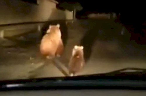 Balakəndə ayılar göründü