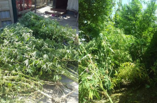 Yevlaxda çətənə bitkisinin kultivasiyası ilə məşğul olan şəxs saxlanılıb - FOTO