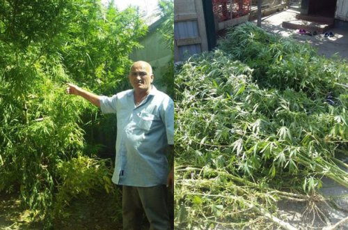 Задержан житель Евлаха, подозреваемый в культивации наркосодержащих растений - ФОТО