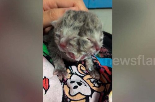 Bir başında 4 gözü, iki ağzı olan sağlam pişik doğuldu - VİDEO