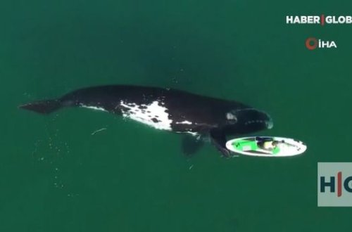Qayıqla bərabər hərəkət edən balinanın görüntüləri diqqət çəkdi - VİDEO