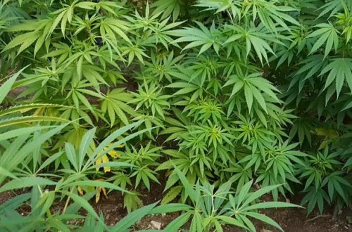 Xaçmazda polis əməliyyat keçirdi: Saxlanılanlar var