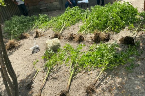 Multimedia Göyçayda narkotik becərən şəxs saxlanılıb