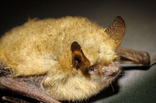 Nipah virusundan ilk ölüm qeydə alındı