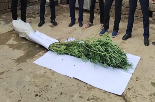 Həyətində narkotik tərkibli bitkilər yetişdirən Masallı sakini saxlanılıb