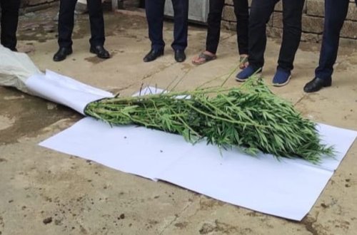 Жителя Масаллинского района задержали по подозрению в культивации конопли - ФОТО