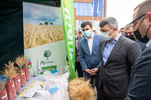 Nazir İnam Kərimov Saatlıda keçirilən toxum sərgi-satış yarmarkasında iştirak edib