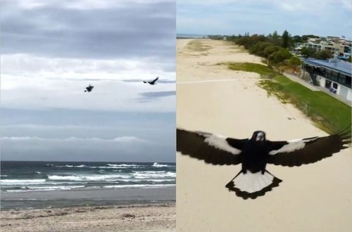 Səmada çəkiliş hava döyüşünə çevrildi – VİDEO