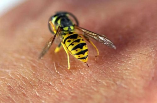 Bakıda 62 yaşlı kişi arı sancmasından ölüb