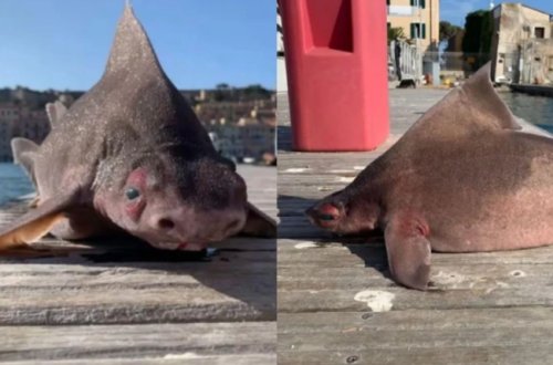 Bu köpəkbalığı donuza oxşayır - FOTO
