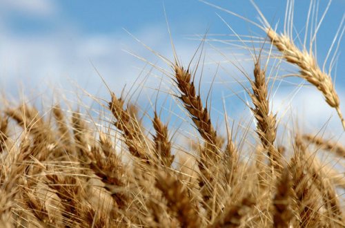 Pandemiya ilə əlaqədar buğda təchizatçılarına subsidiya veriləcək