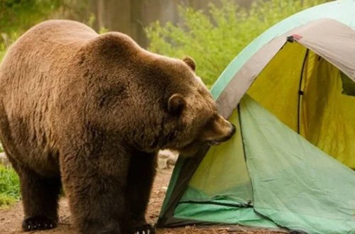 Ayı turistlərə hücum etdi - VİDEO